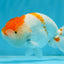 A Grade Fluffy Orange White LionKing 4.5-5 inches #122724LC_18