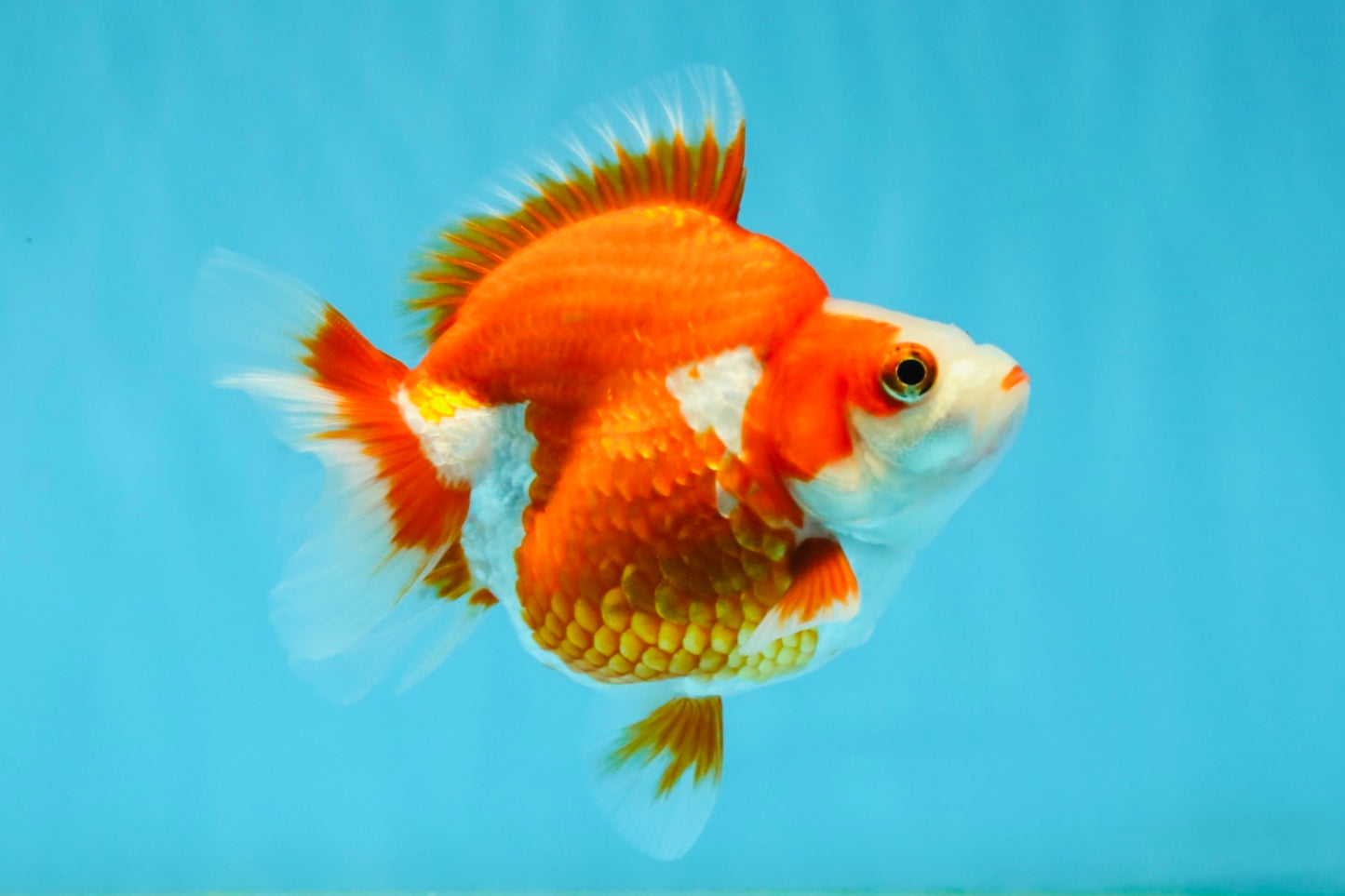 A Grade Red White Ryukin Female 4-4.5 inches #032726RK_24