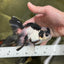 A Grade Panda Oranda Male 4.5 inches #010325OR_08