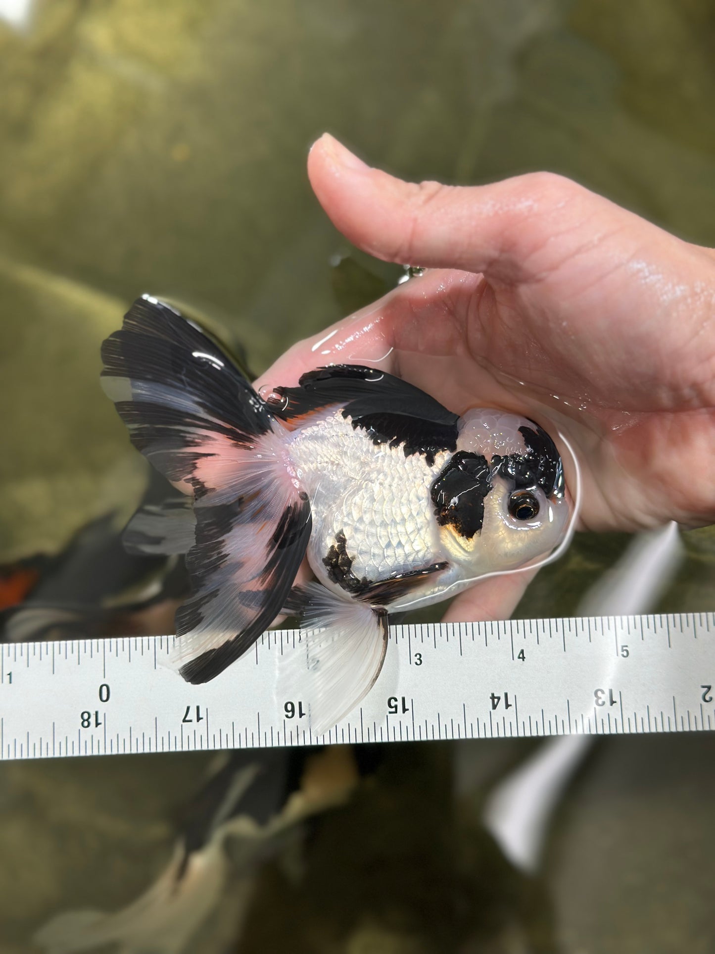 A Grade Panda Oranda Male 4.5 inches #010325OR_08