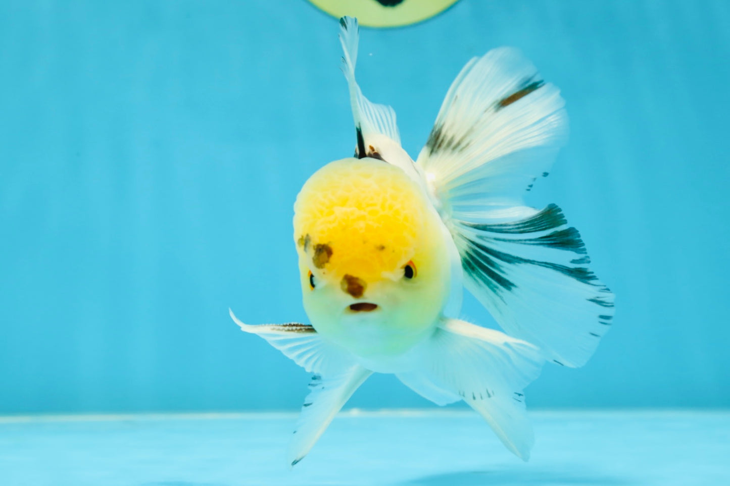 A Grade Panda Oranda Male 5 inches #052325OR_03