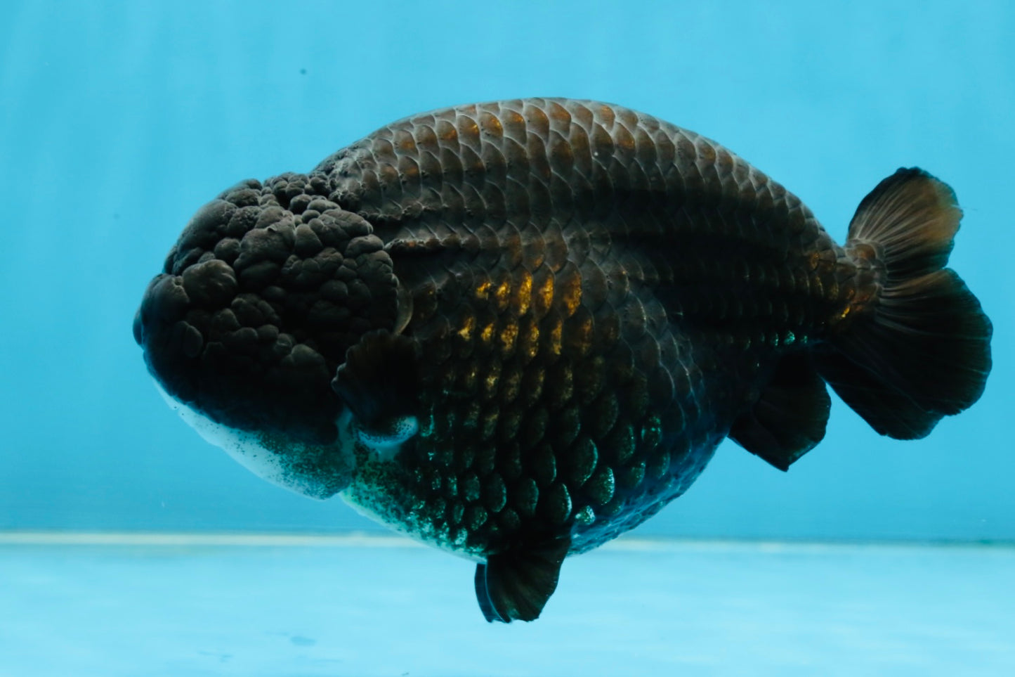 AAA Grade Black Strong Body Structure LionQueen 5.5 inches #101725LC_21