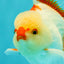 CHICKIE AAA Grade Red White Oranda Male 5-5.5 inches #062626OR_28