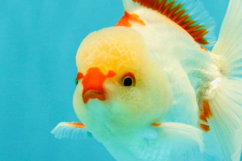 CHICKIE AAA Grade Red White Oranda Male 5-5.5 inches #062626OR_28
