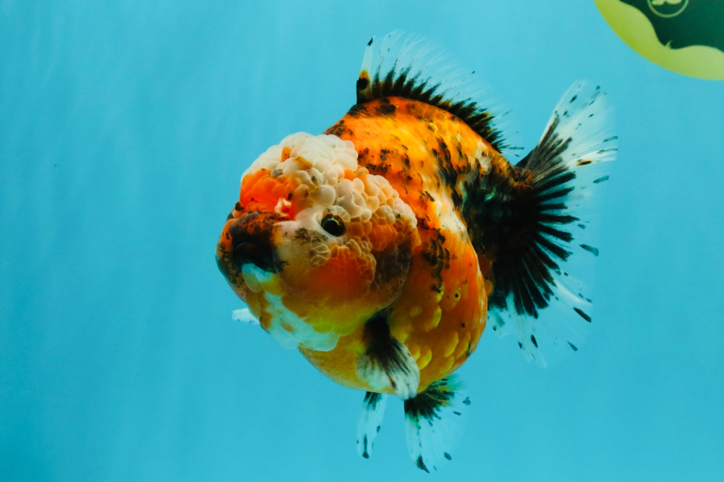 SPECIAL A Grade Sakura Yuanbao Female 5.5-6 inches #032026YB_27