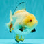 A Grade Chicken White Yuanbao Female 5 inches #062626YB_15