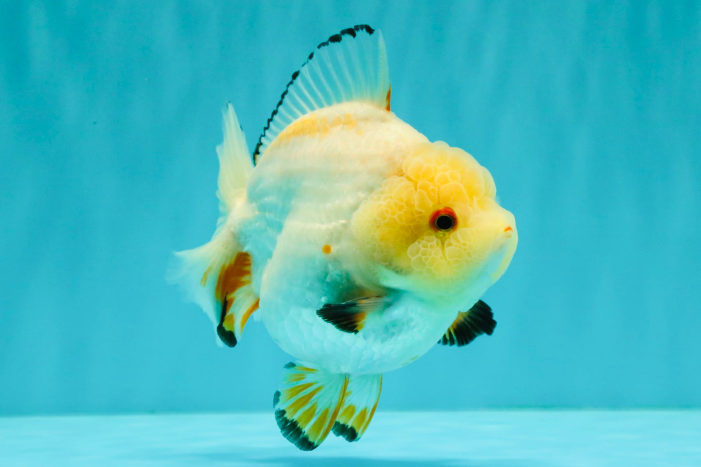 A Grade Chicken White Yuanbao Female 5 inches #062626YB_15