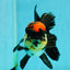 AAA Grade Monster Lava Head Tricolor Oranda Female 5.5 inches #110824OR_01