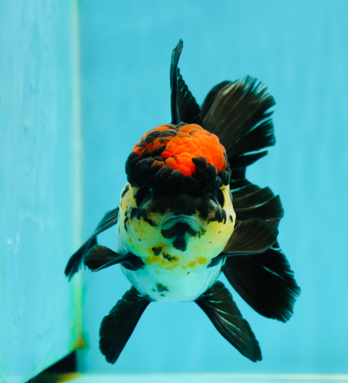 AAA Grade Monster Lava Head Tricolor Oranda Female 5.5 inches #110824OR_01