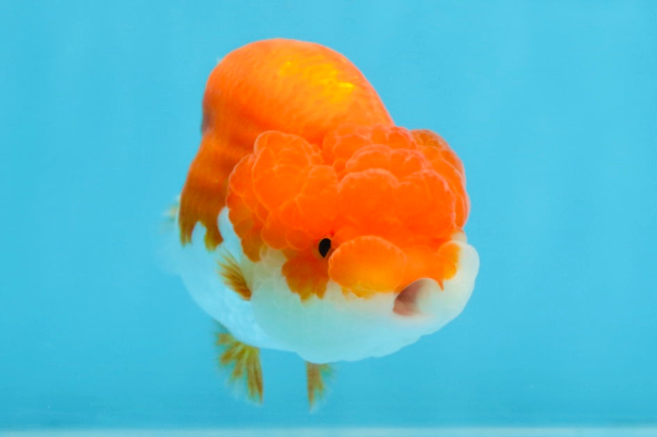 BIG WEN AAA Grade Red White LionQueen 4 inches #101725LC_06