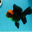 AAA Grade Red Head Apache Oranda Female 5-5.5 inches #1011OR_07