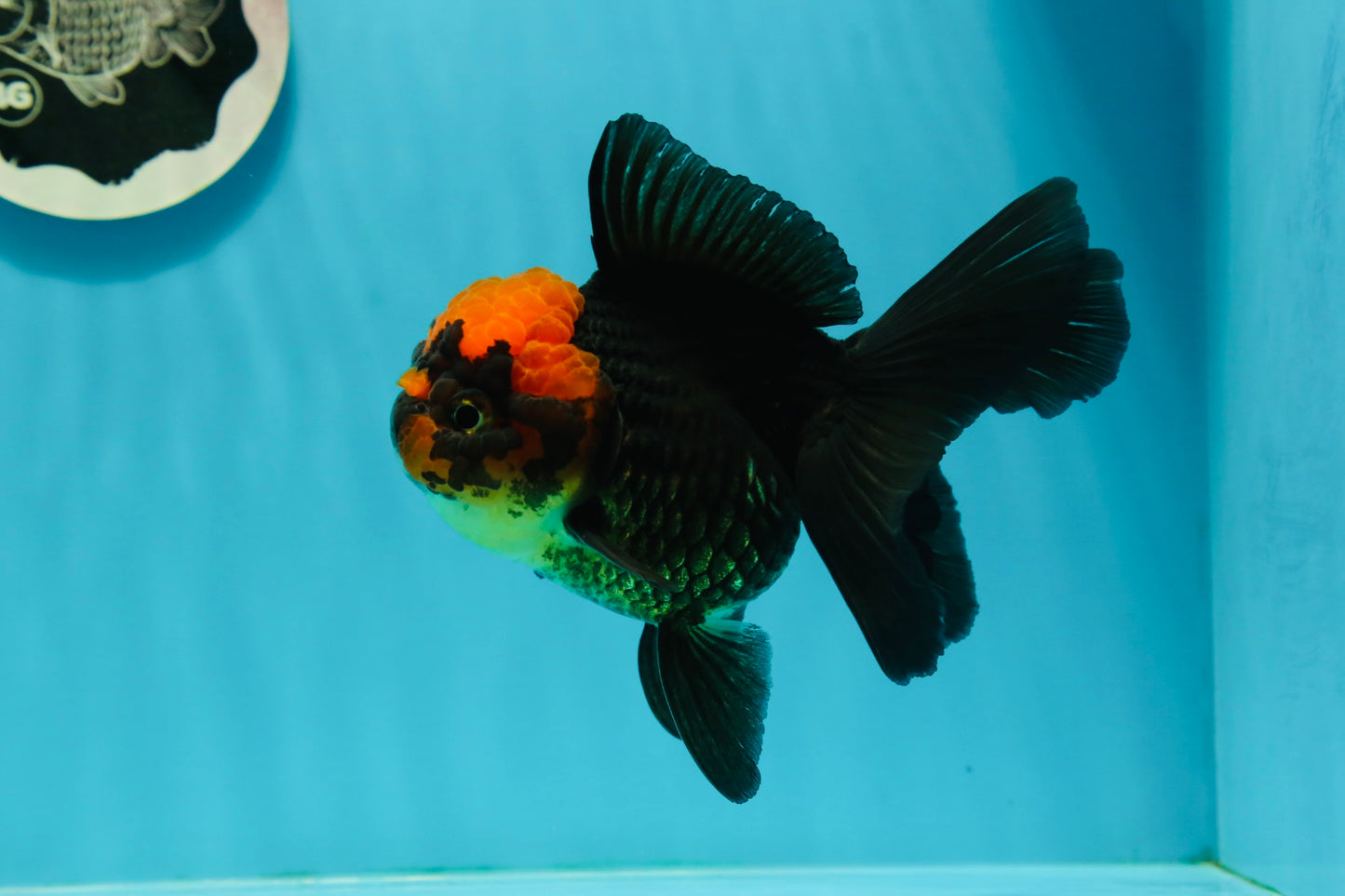 AAA Grade Red Head Apache Oranda Female 5-5.5 inches #1011OR_07