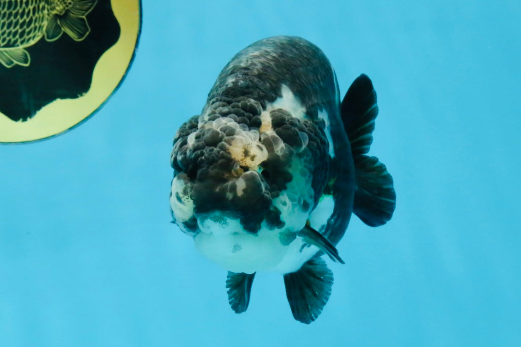 SPECIAL PANDA A Grade Ink Chinese Ranchu Male 4.5 inches #120525RC_05