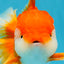 CHUNKY A Grade Red White Oranda Male 6 inches #040326OR_15