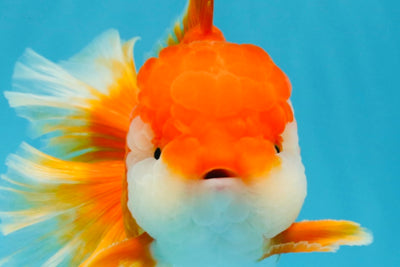 CHUNKY A Grade Red White Oranda Male 6 inches #040326OR_15