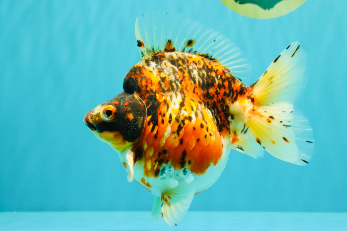 AAA Grade Special Indonesia Calico Ryukin Male 6-6.5 inches #100226RK_01