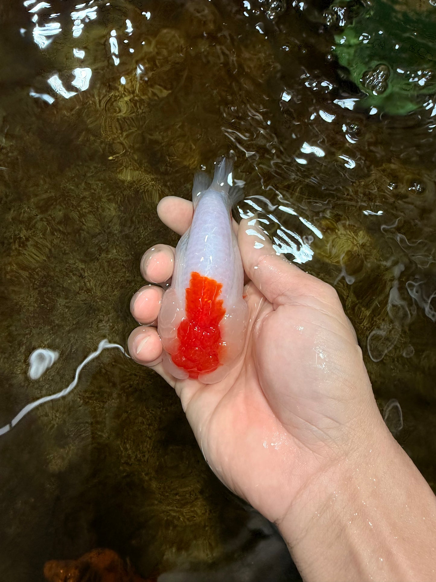 FLUFFY WEN AAA Grade Red White LionQueen 4 inches #112825LC_08