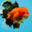 AAA Grade Young Godzilla Apache Oranda Male 6 inches #081525OR_09