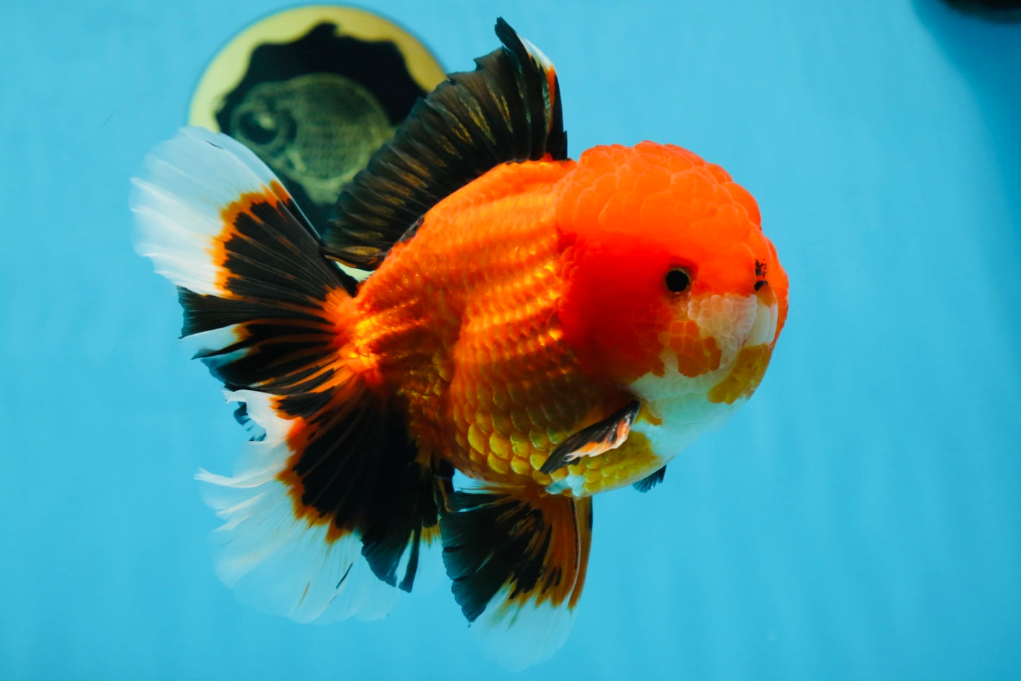 AAA Grade Young Godzilla Apache Oranda Male 6 inches #081525OR_09