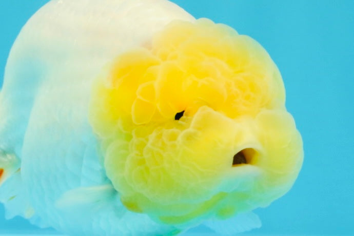 A Grade Dragon Lemonhead  LionQueen 4.5 inches #022726LC_28