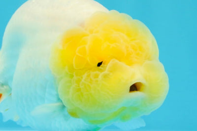 A Grade Dragon Lemonhead  LionQueen 4.5 inches #022726LC_28