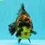 AAA Grade Jumbo Tiger Yuanbao Male 6.5 inches #062626YB_06