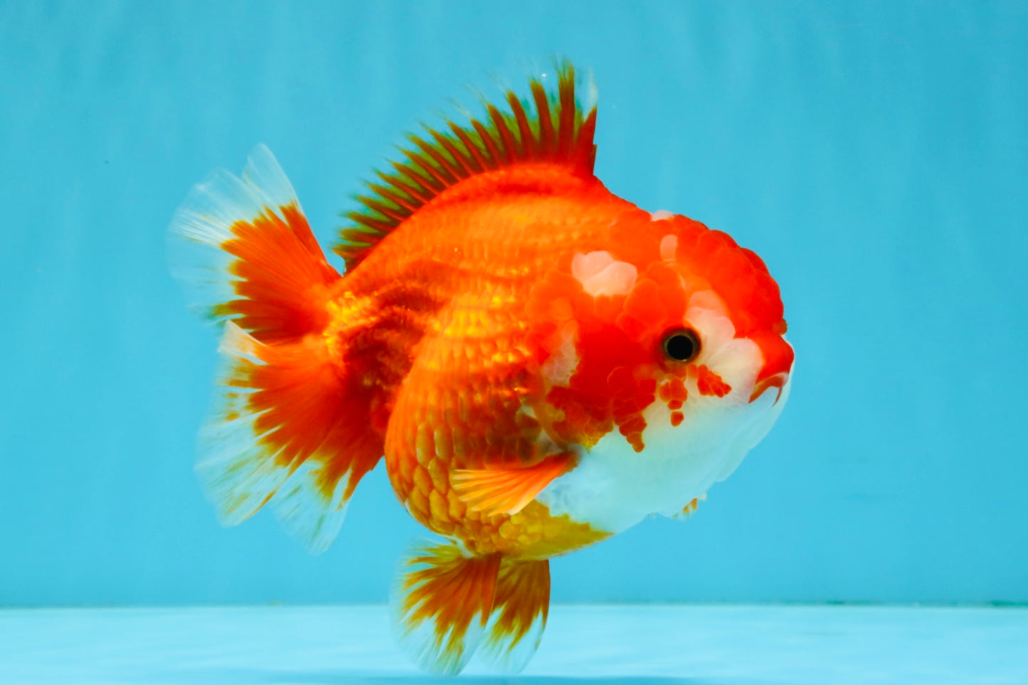 CHUBBY AAA Grade Red White Yuanbao Female 5.5 inches #041026YB_23