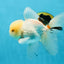 A Grade White Oranda Male 5.5 inches #052325OR_02