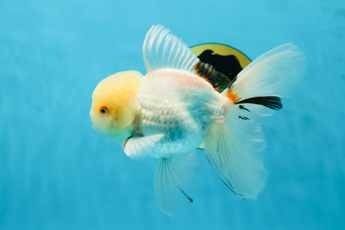 A Grade White Oranda Male 5.5 inches #052325OR_02