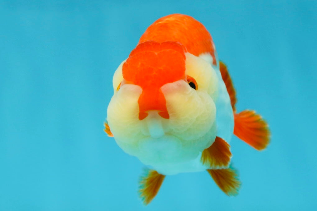 AAA Grade Red White LionKing 4.5 inches #050925LC_14