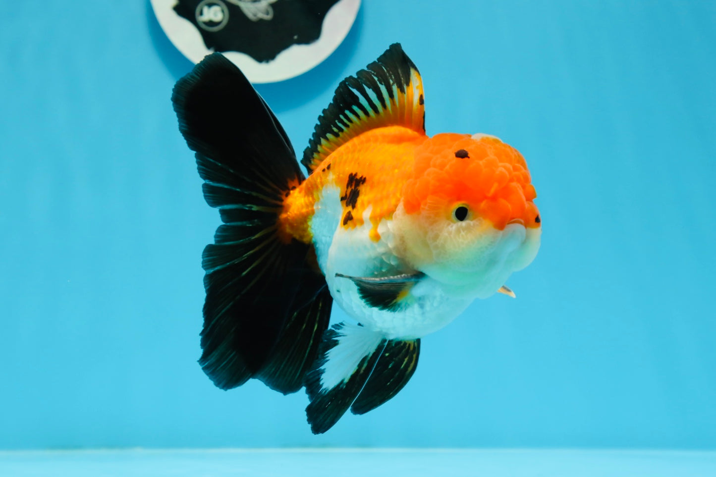 Oranda mâle tricolore de catégorie AAA de 4,5 à 5 pouces #0920OR_19