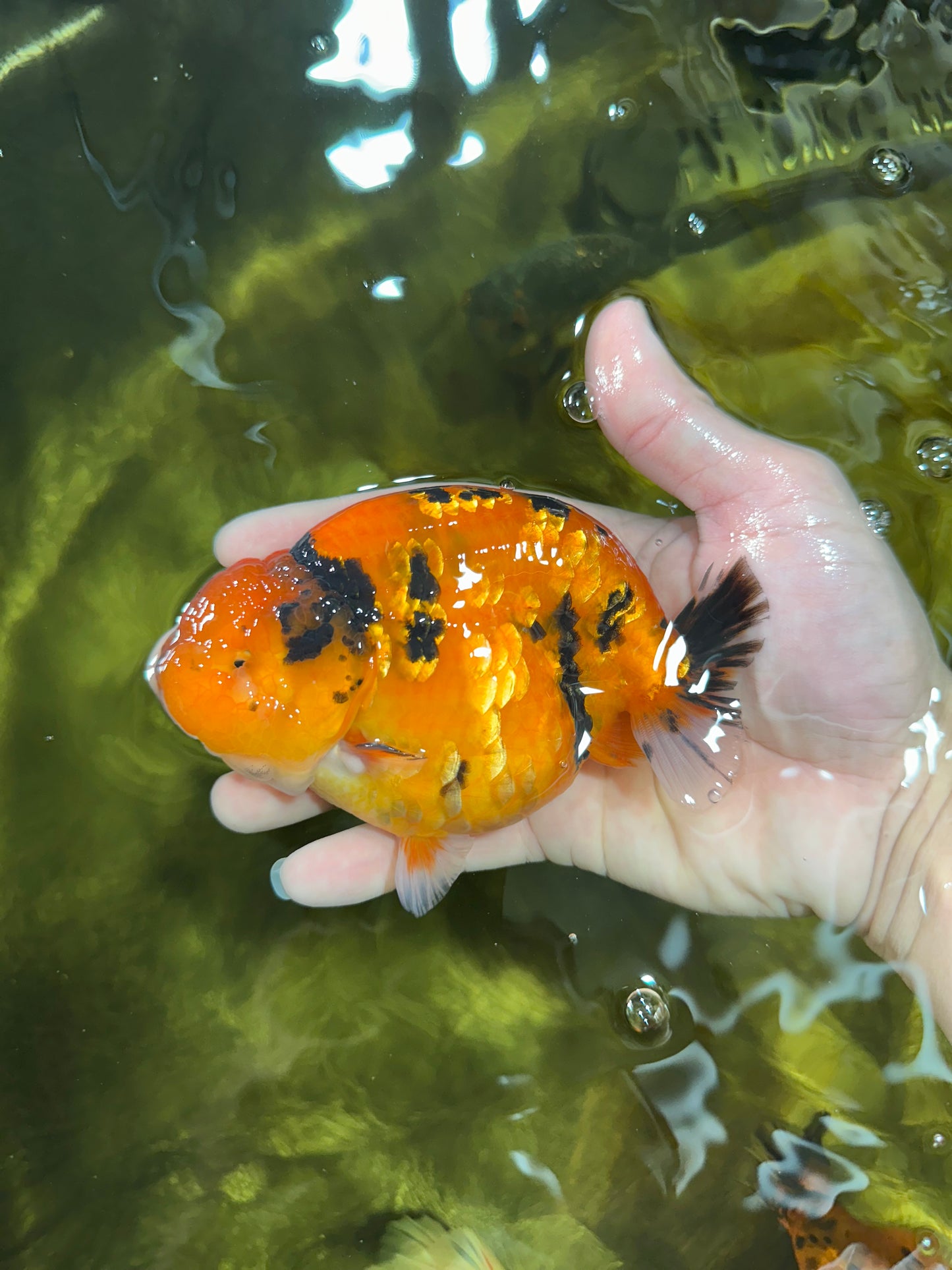 AAA Grade Cow Tiger LionKing 5 inches #050925LC_01