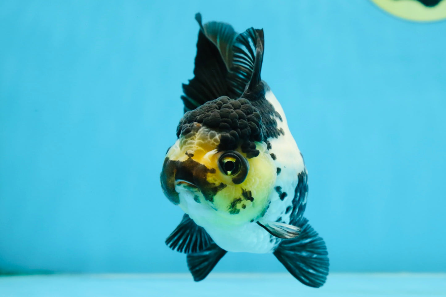 Panda Oranda Female 4.5-5 inches #071125OR_08