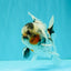 Marble Oranda Male 5.5 inches #071026OR_35