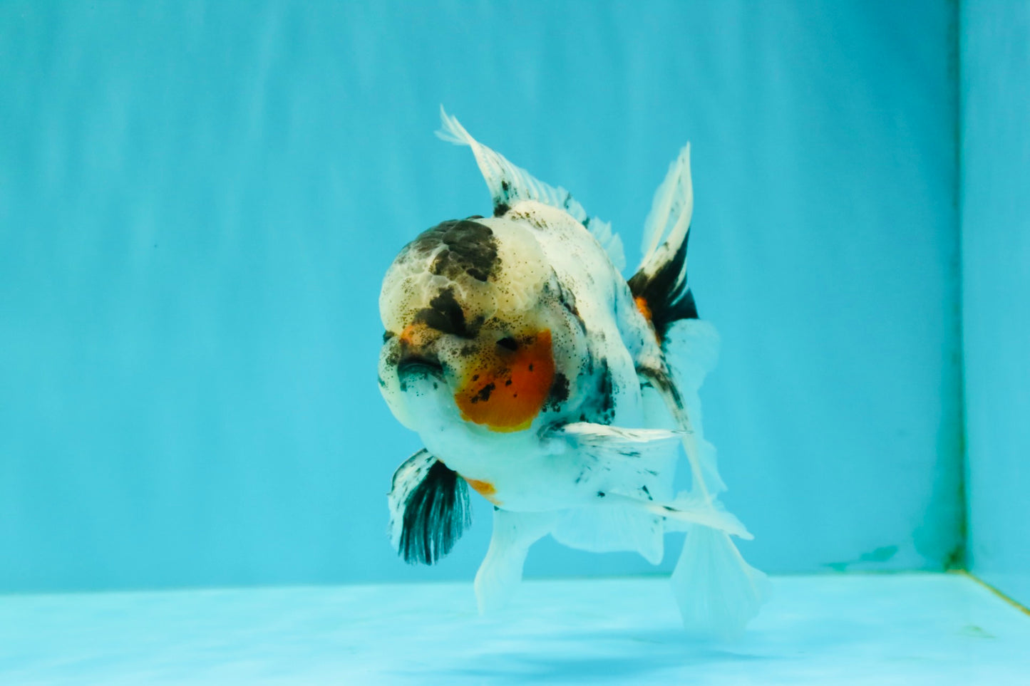 Marble Oranda Male 5.5 inches #071026OR_35