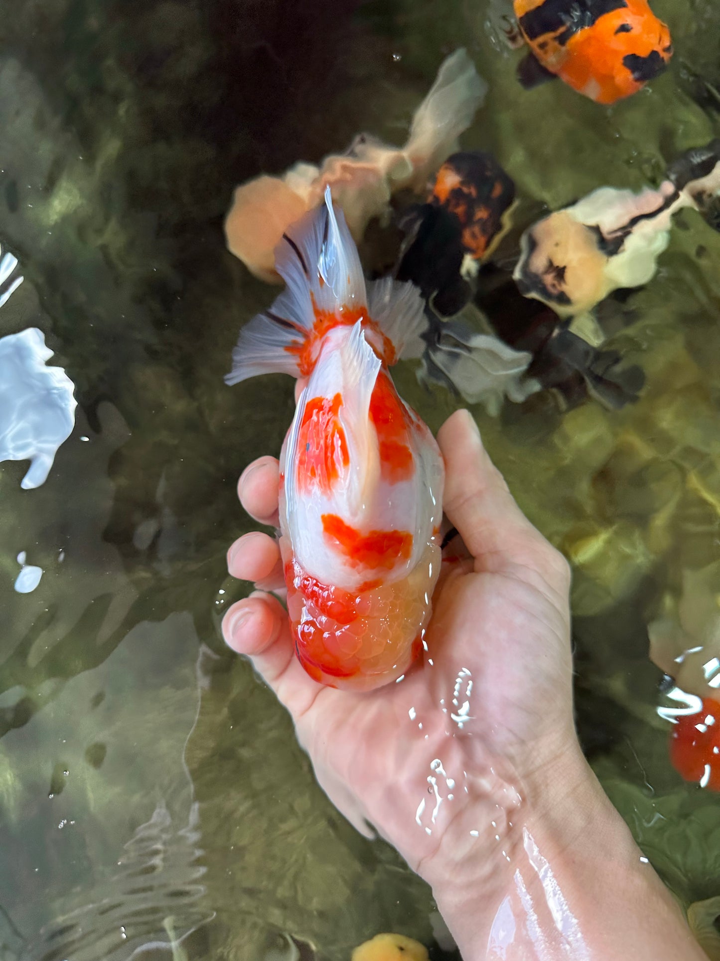 A Grade Kohaku Sakura Yuanbao Male 5.5 inches #052325YB_25