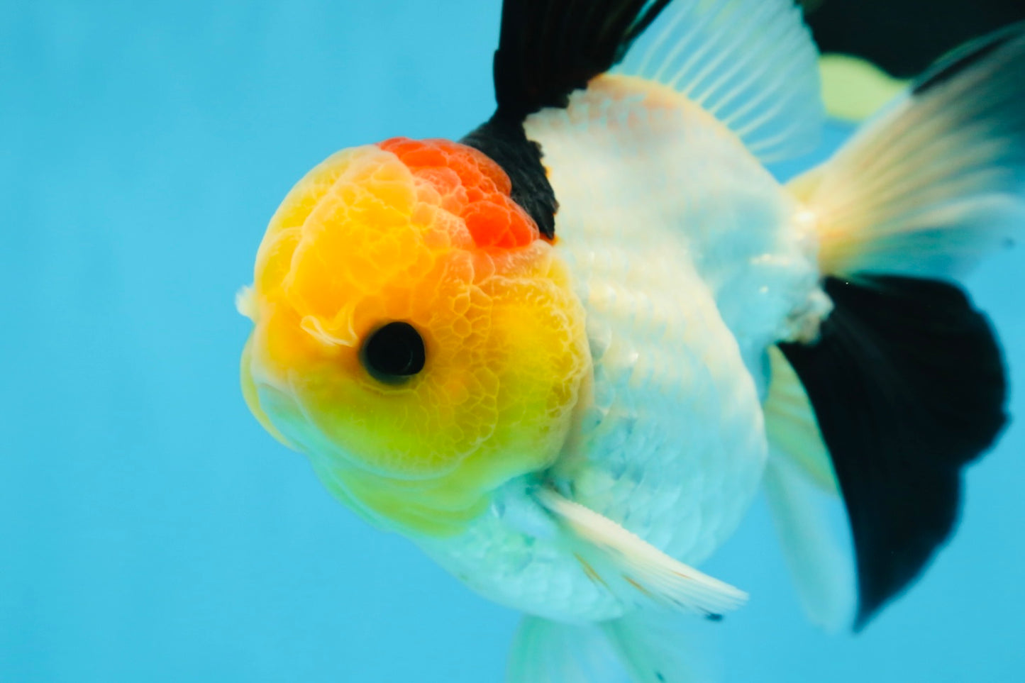 AAA Grade Special Tricolor Button Eyes Oranda Male 5 inches #080825OR_03