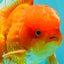 A Grade Red White Oranda Male 5-5.5 inches #082826OR_14