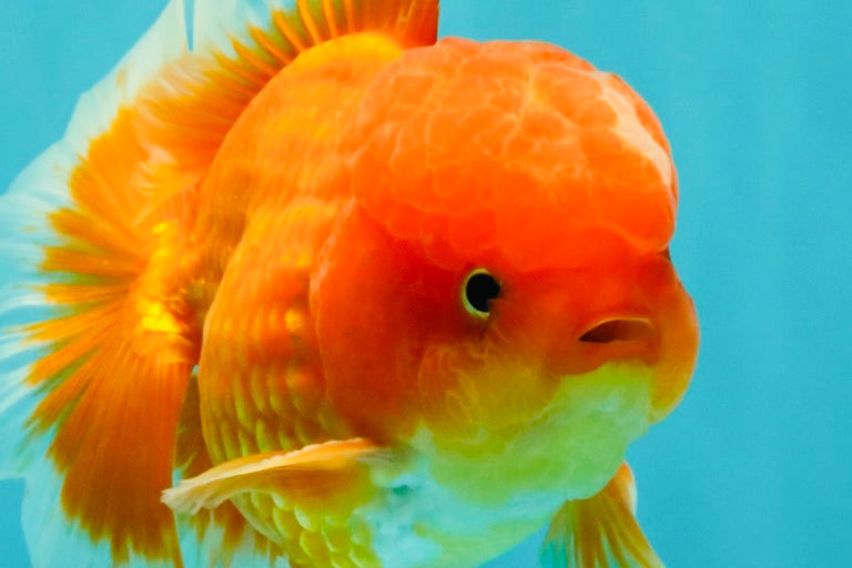 A Grade Red White Oranda Male 5-5.5 inches #082826OR_14