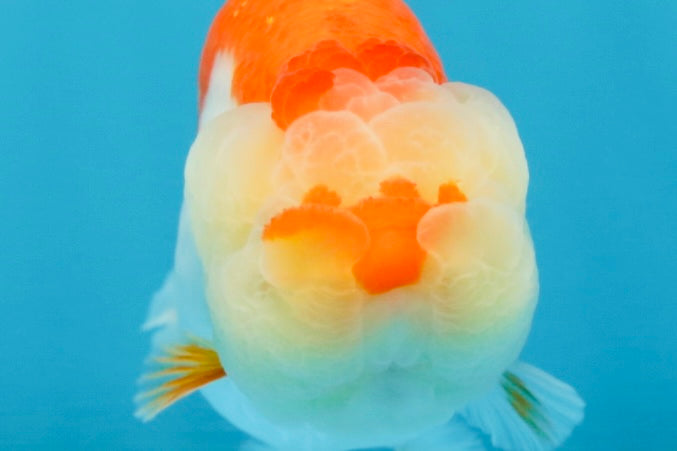 FLUFFY AAA Grade Red White LionQueen 4 inches #101725LC_02