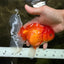 A Grade Red White Oranda Female 5.5-6 inches #101626OR_14