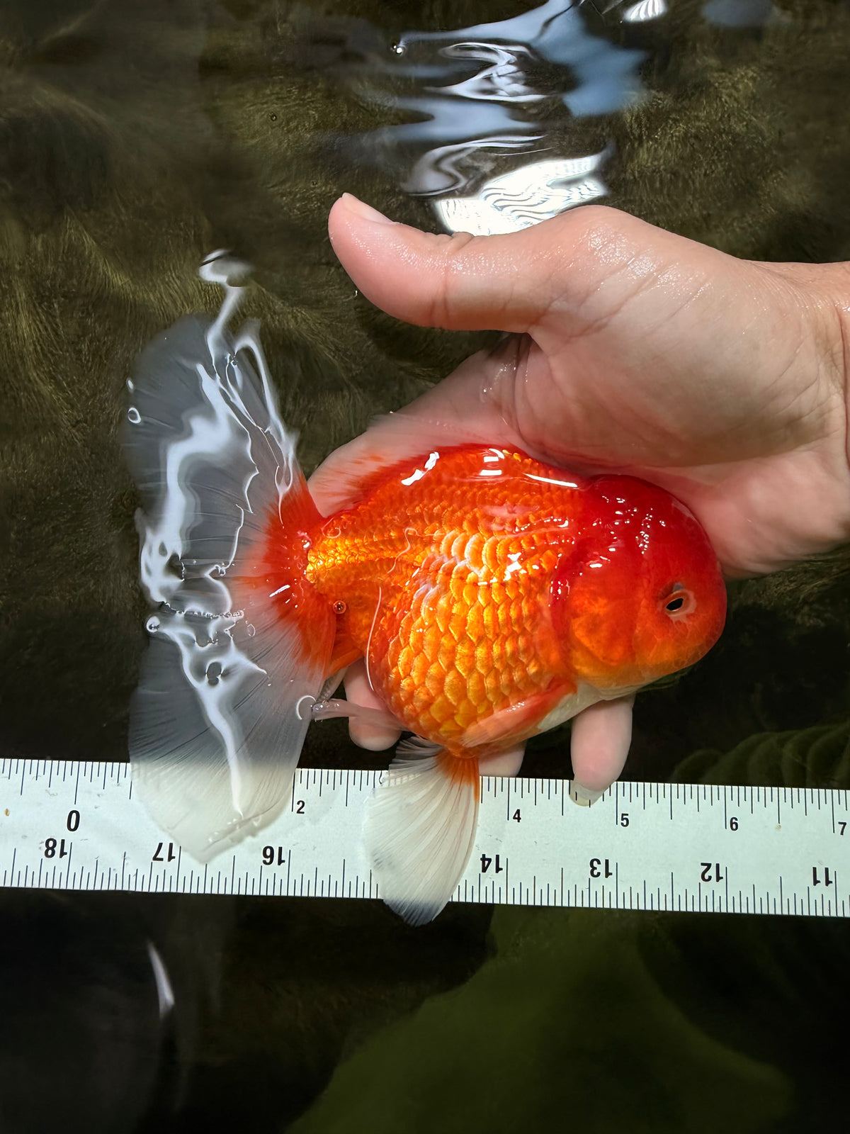A Grade Red White Oranda Female 5.5-6 inches #101626OR_14