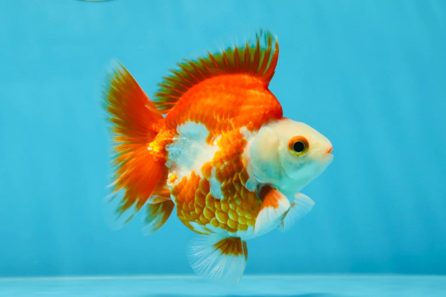 3rd Runner Up SHOW GRADE Red White Ryukin Male 3.5-4 inches #053025RK_9999