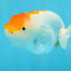 A Grade Chubby Orange White LionQueen 4 inches #122724LC_16