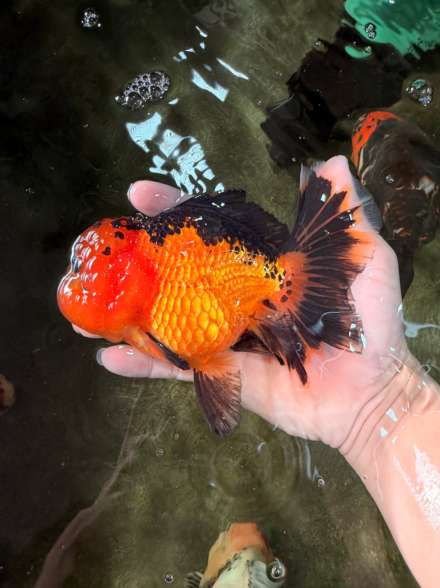 HEART A Grade Apache Oranda Female 6-6.5 inches #032026OR_06