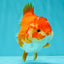 ADORABLE A Grade Red White Yuanbao Female 5 inches #071026YB_22
