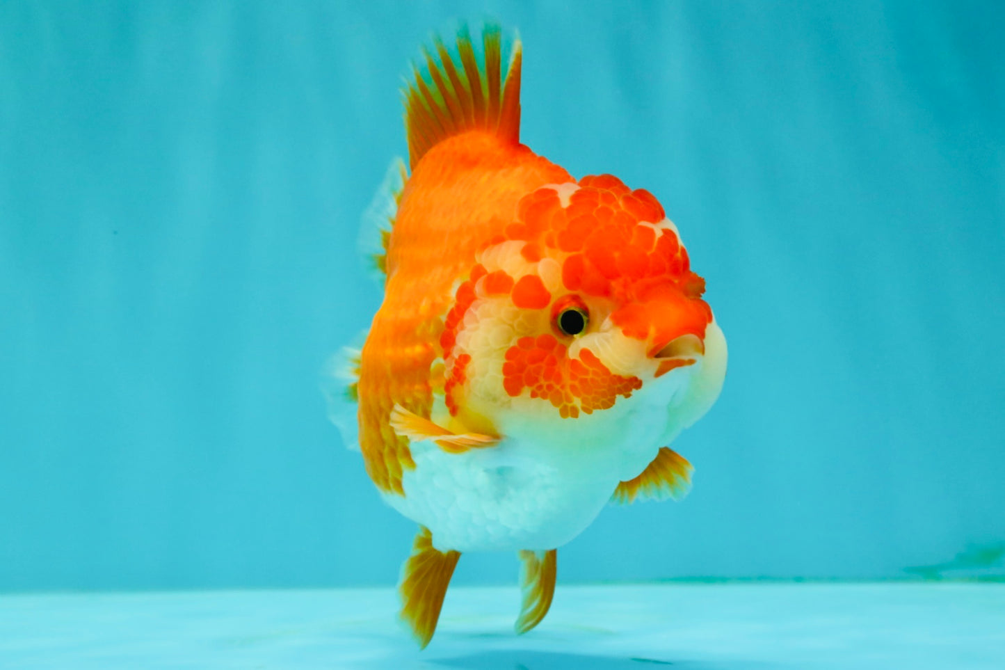 ADORABLE A Grade Red White Yuanbao Female 5 inches #071026YB_22