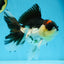 A Grade Tricolor Button Eyes Oranda Male 5.5 inches #080825OR_06