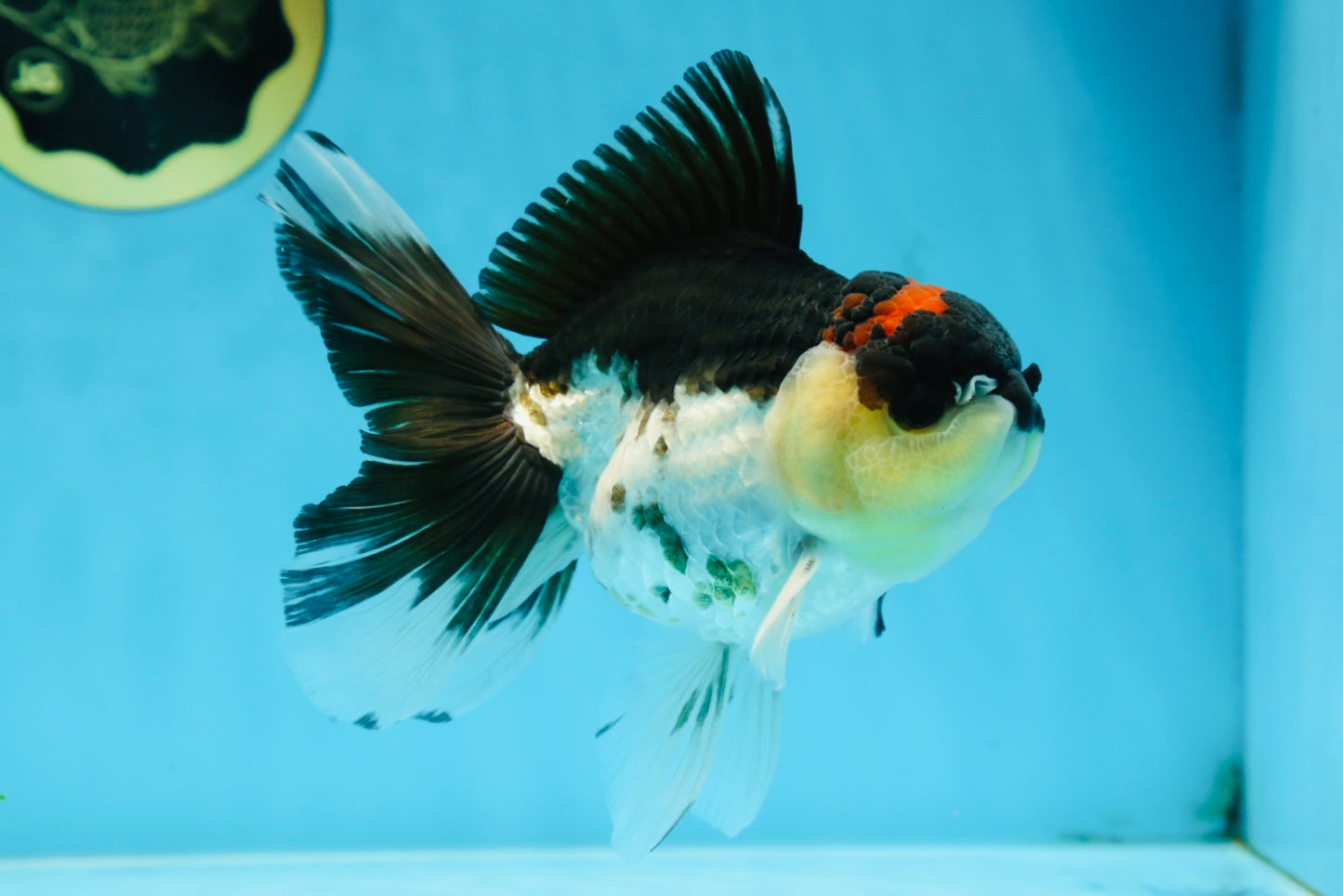 A Grade Tricolor Button Eyes Oranda Male 5.5 inches #080825OR_06