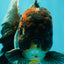 TOOTHLESS A Grade Kirin Oranda Male 6.5 inches #090426OR_01